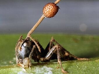 Cordyceps | Wiki | ☣️Rol De Muertos☣ Amino