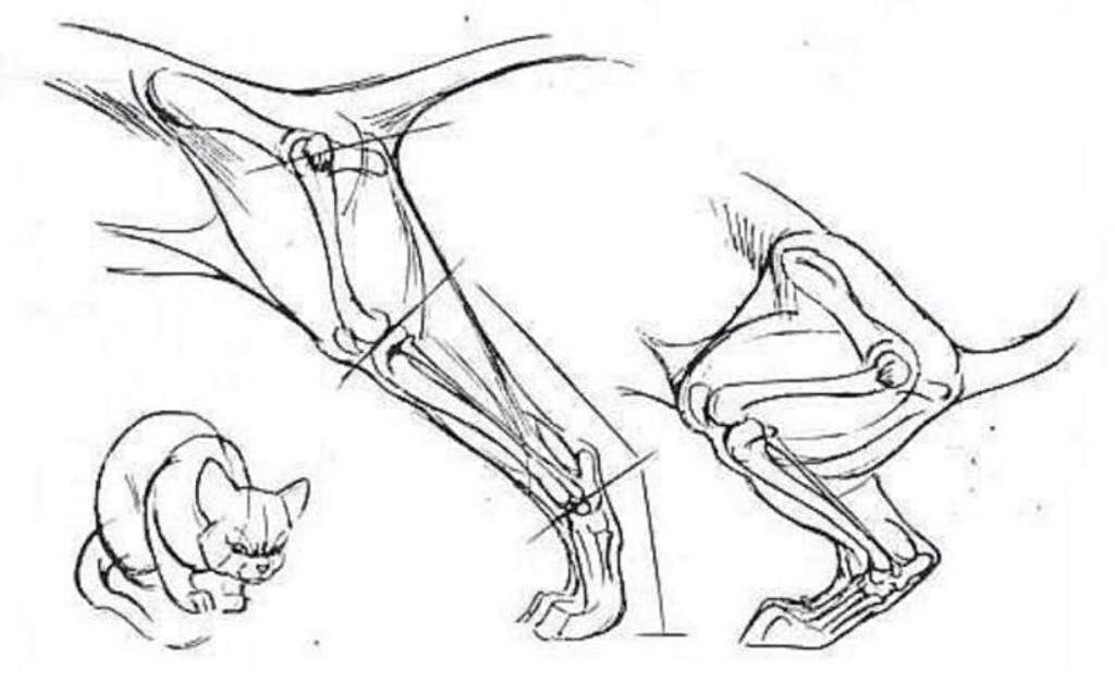 Как рисовать заднюю лапу кота