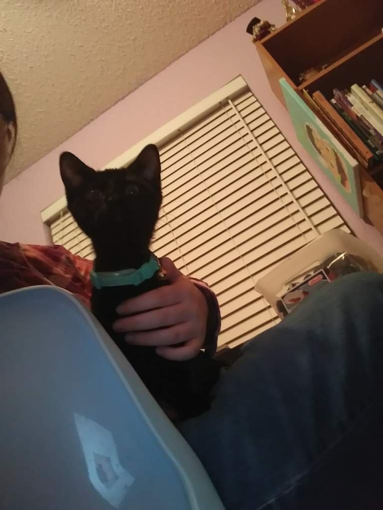 Epic Kitten Cutness! 'S Must See Compilation - qveg5c2