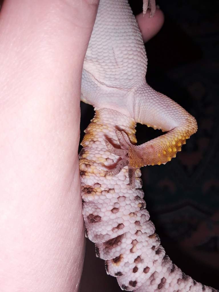 Unleashed: The Secret Lives Of Male & Female Leopard Geckos - yqsir2d