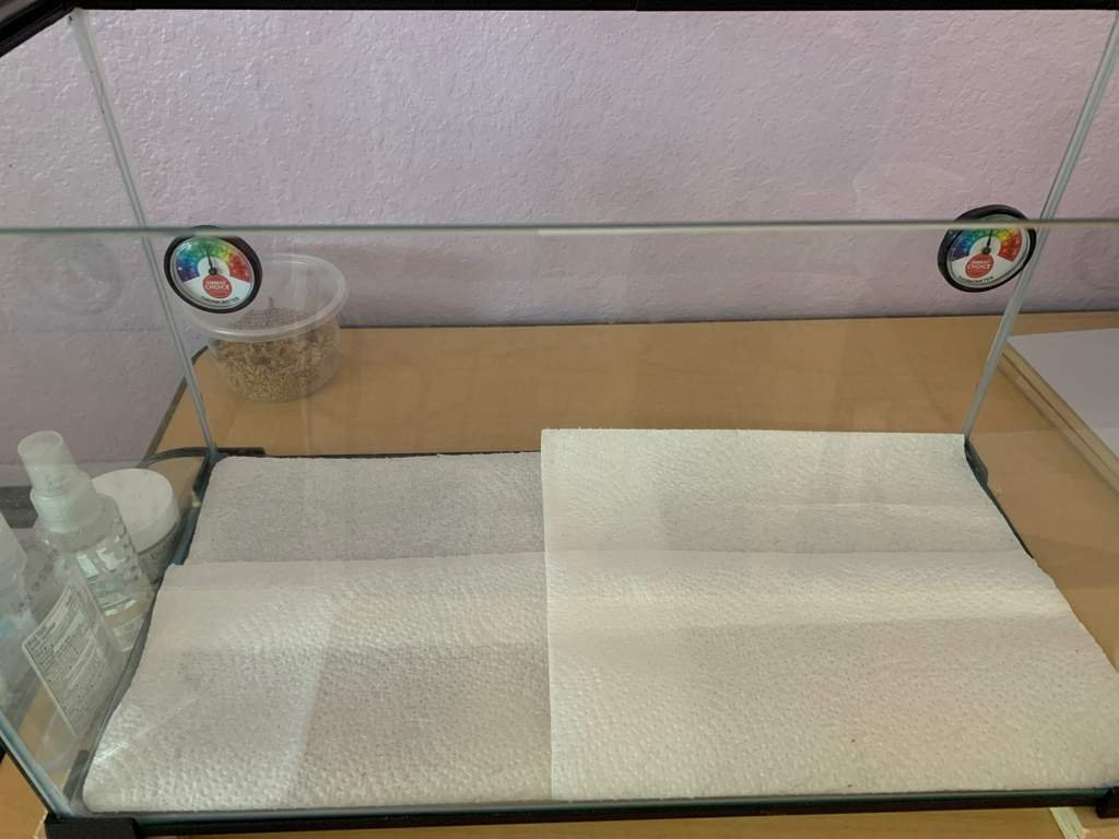 How many layers of paper towels? Leopard Geckos Amino