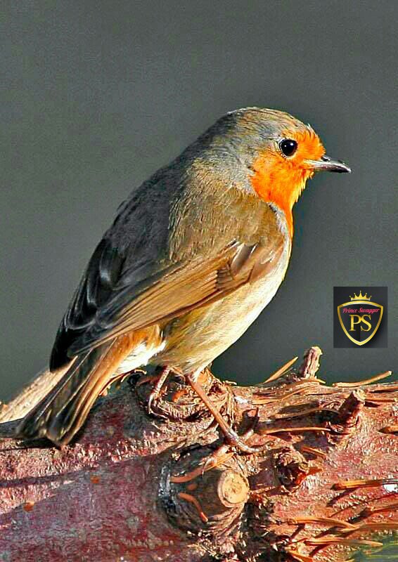 european robin