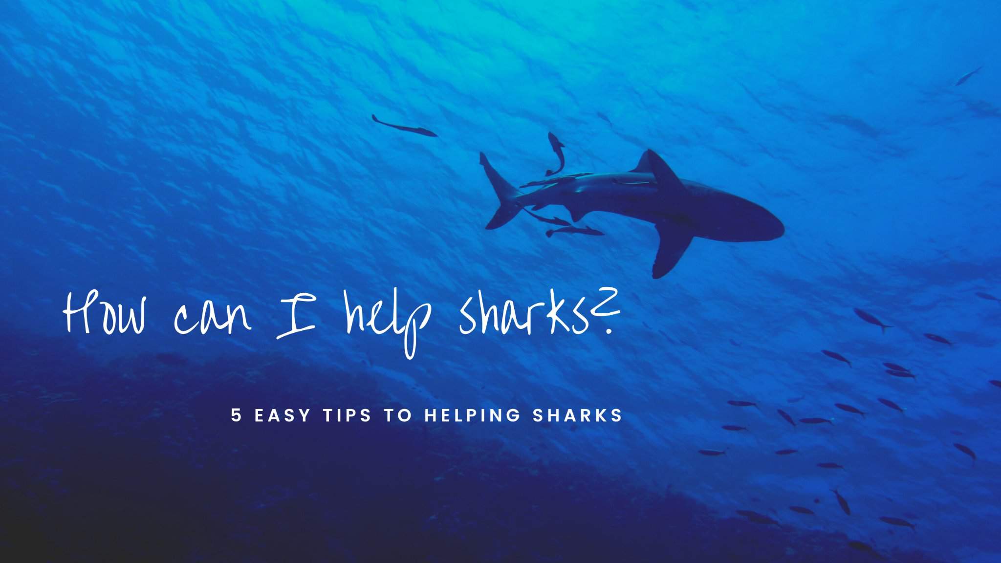 5-easy-ways-to-help-sharks-animal-amino