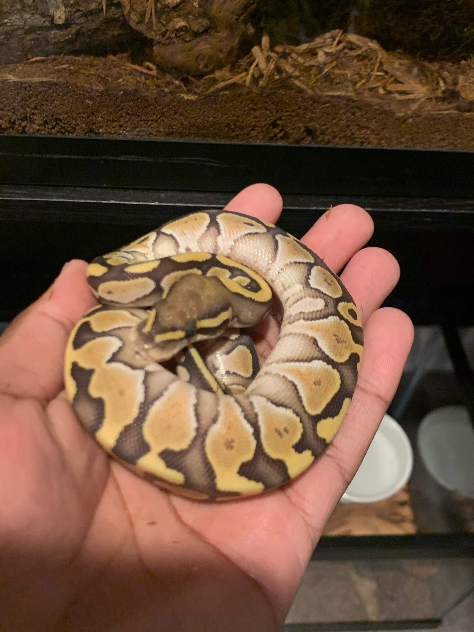 is-my-ball-python-overweight-snakes-amino