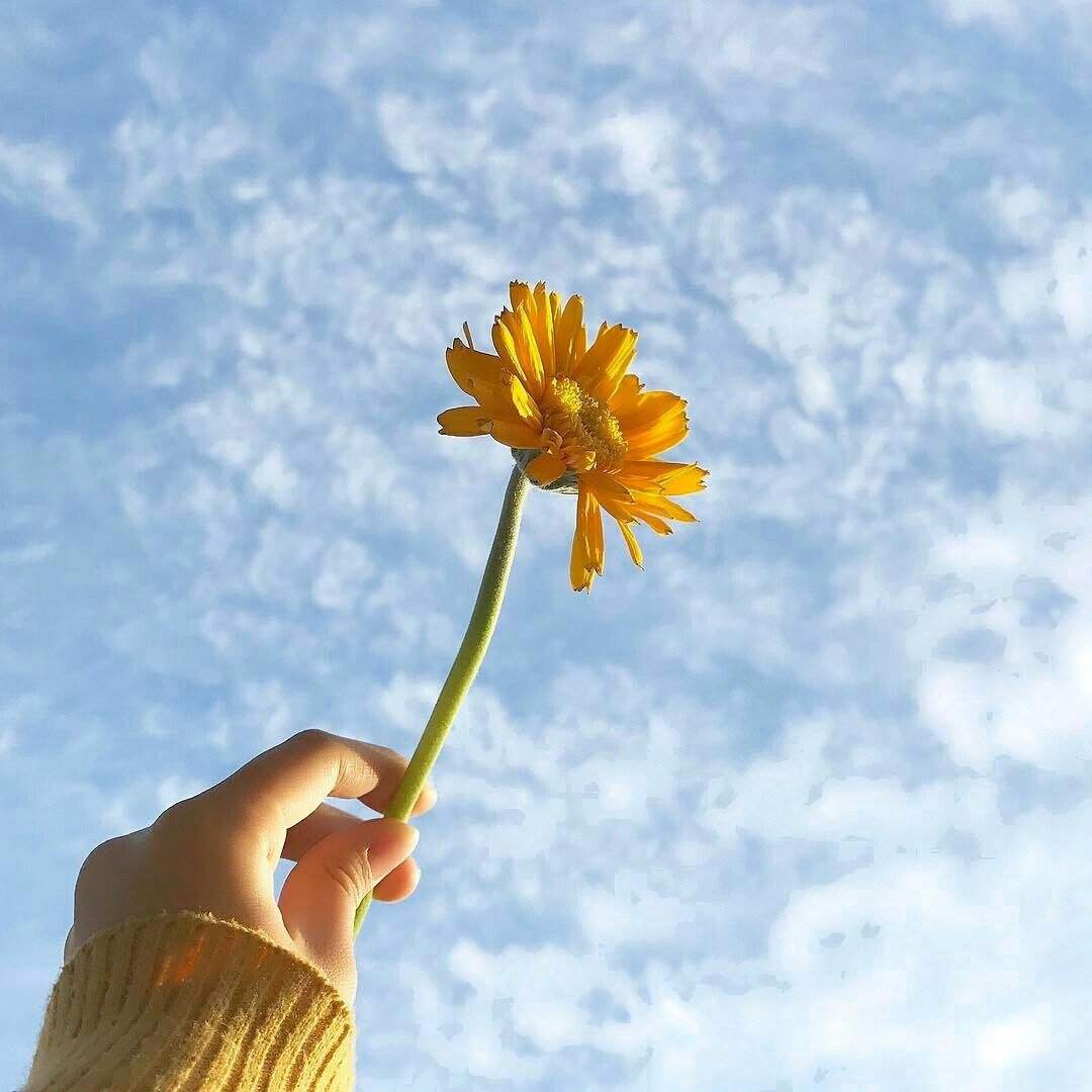 Желтый цветочек в руке