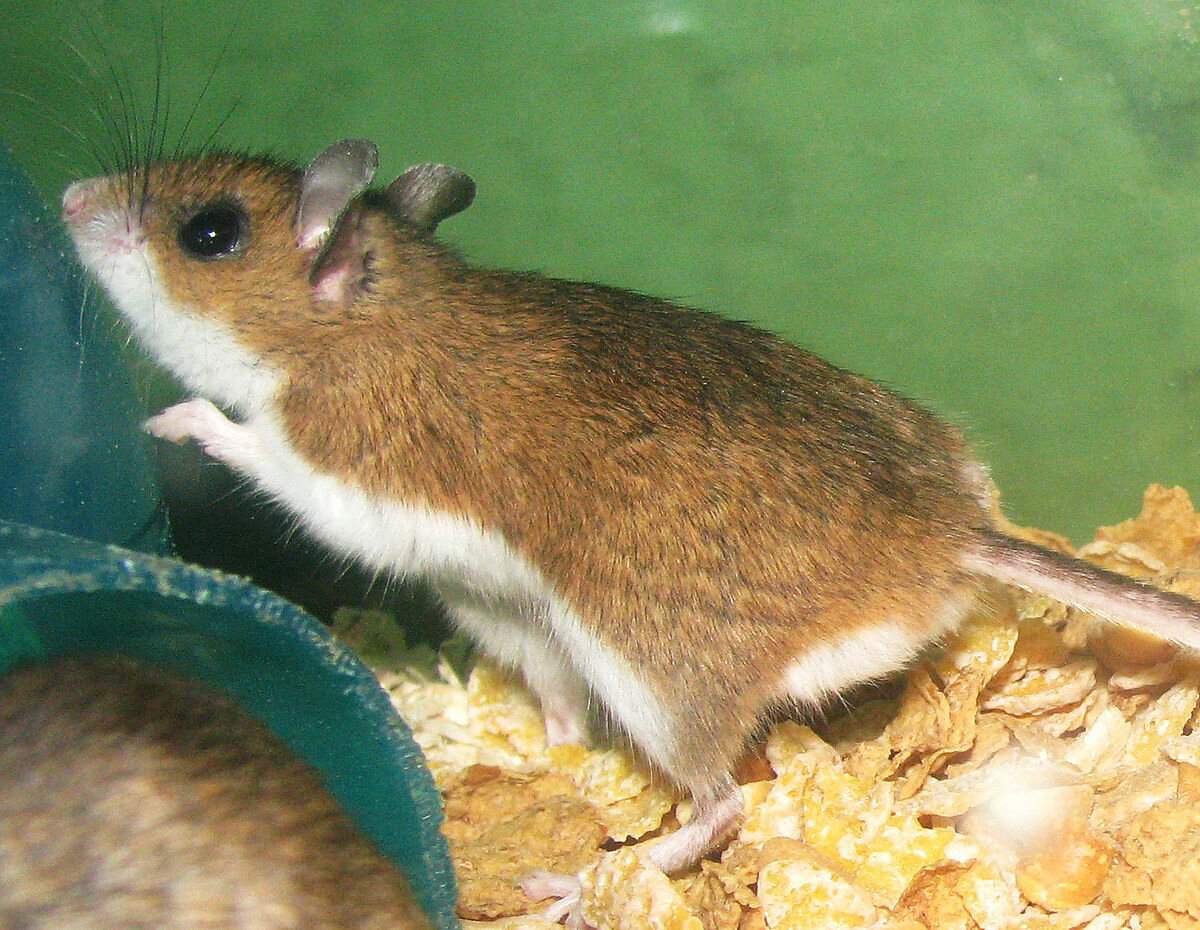 Оленья мышь Peromyscus maniculatus