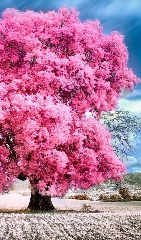 Сакура 😍 | Wiki | Аниме Amino Amino
