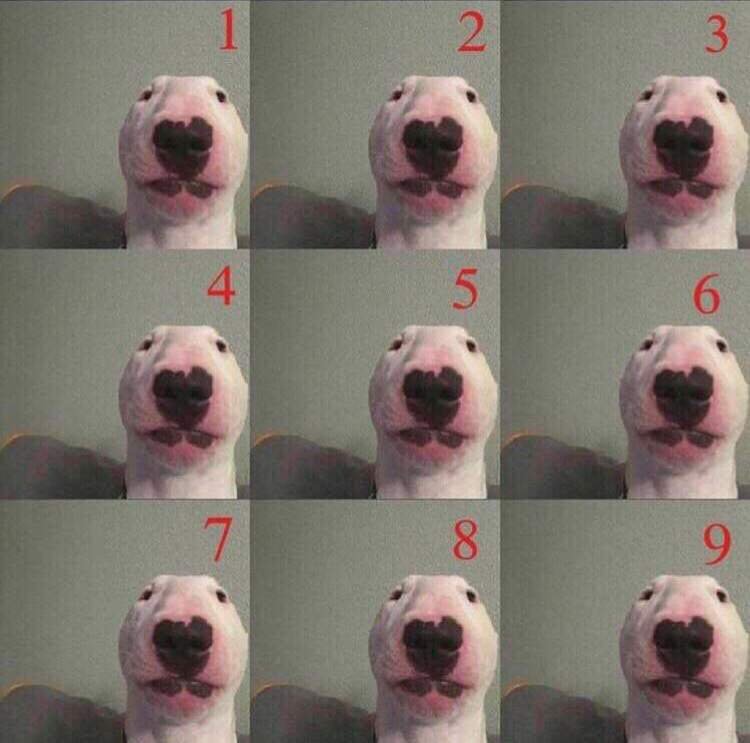 Which one are you today memes amino