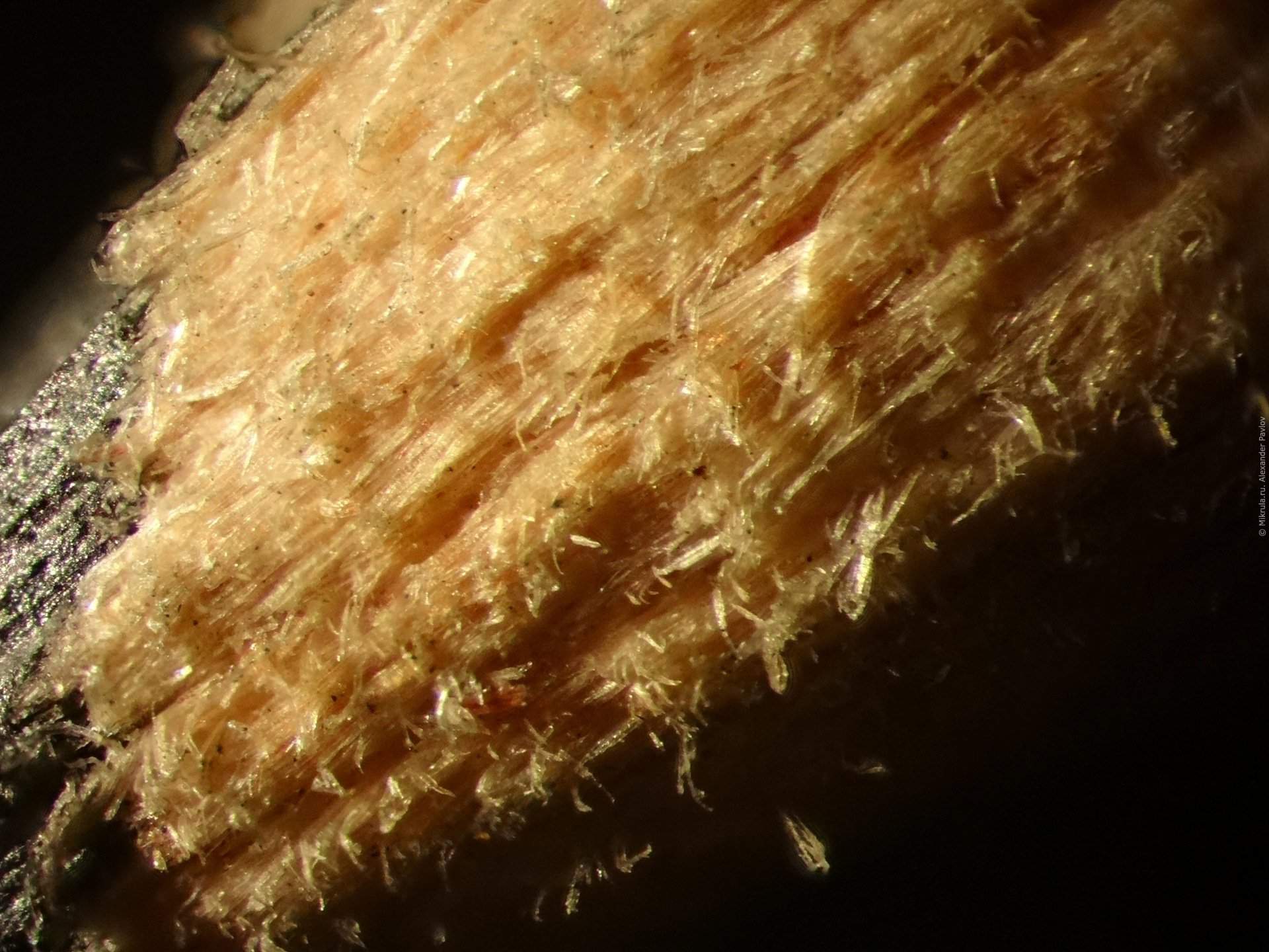 Ворс под микроскопом