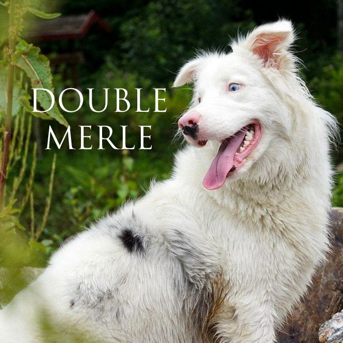 what happens if you breed two merle dogs