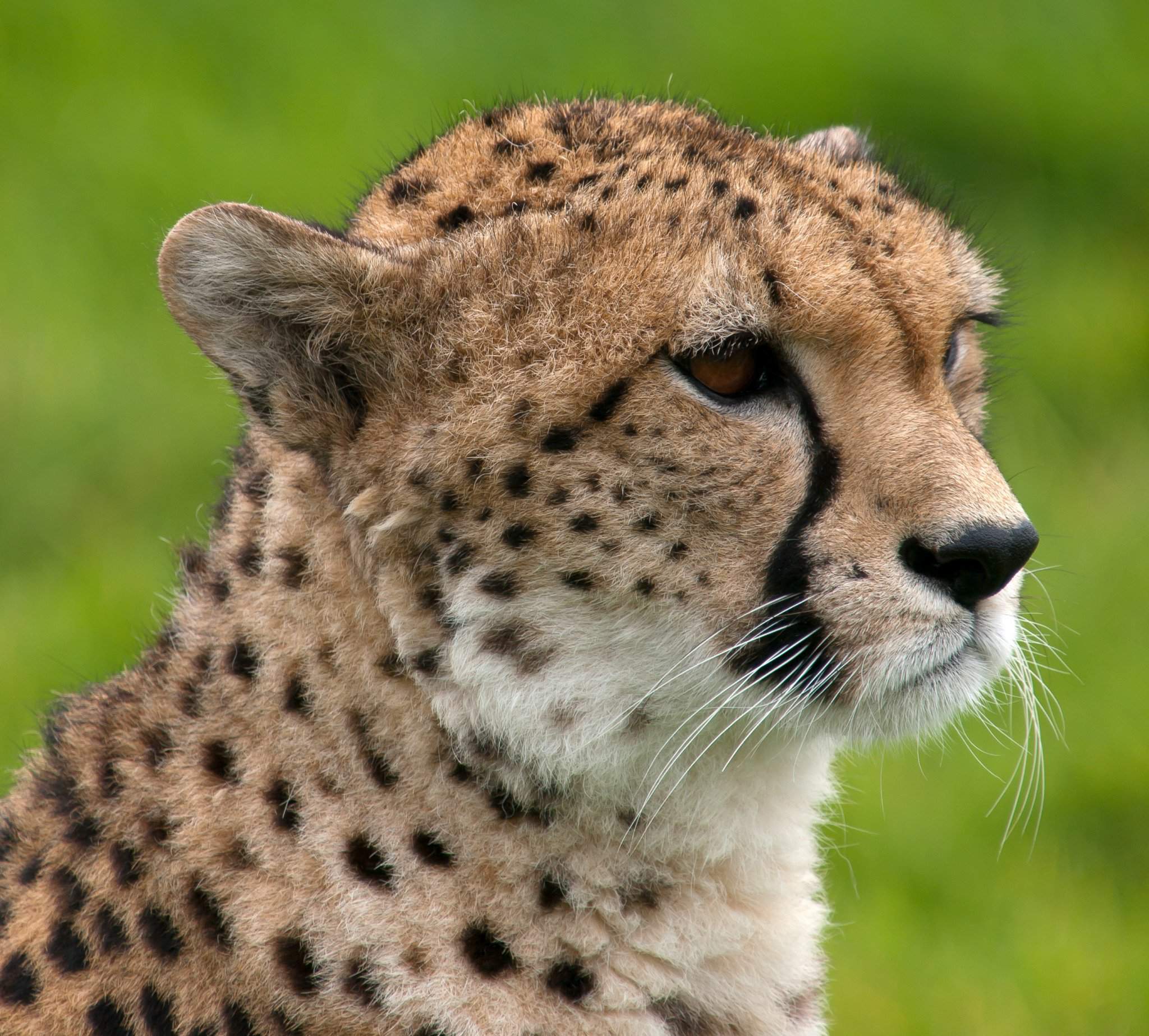Cheetah Wiki Clique Amino cheetah-wiki-clique-amino