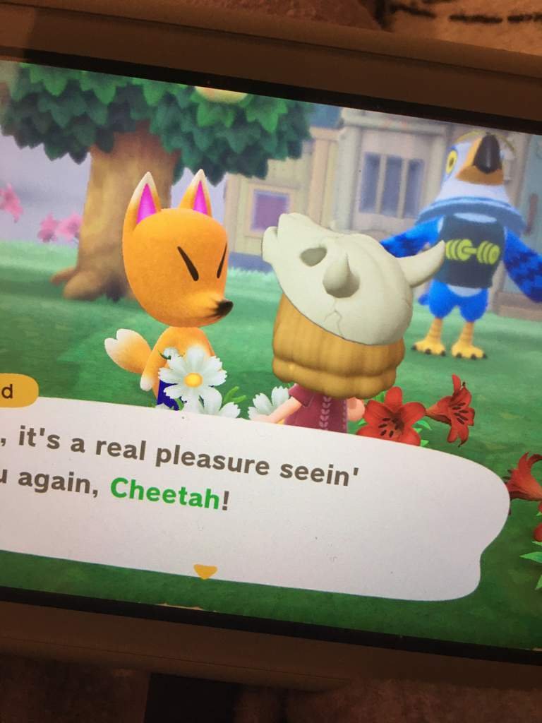 REDD Animal Crossing Amino