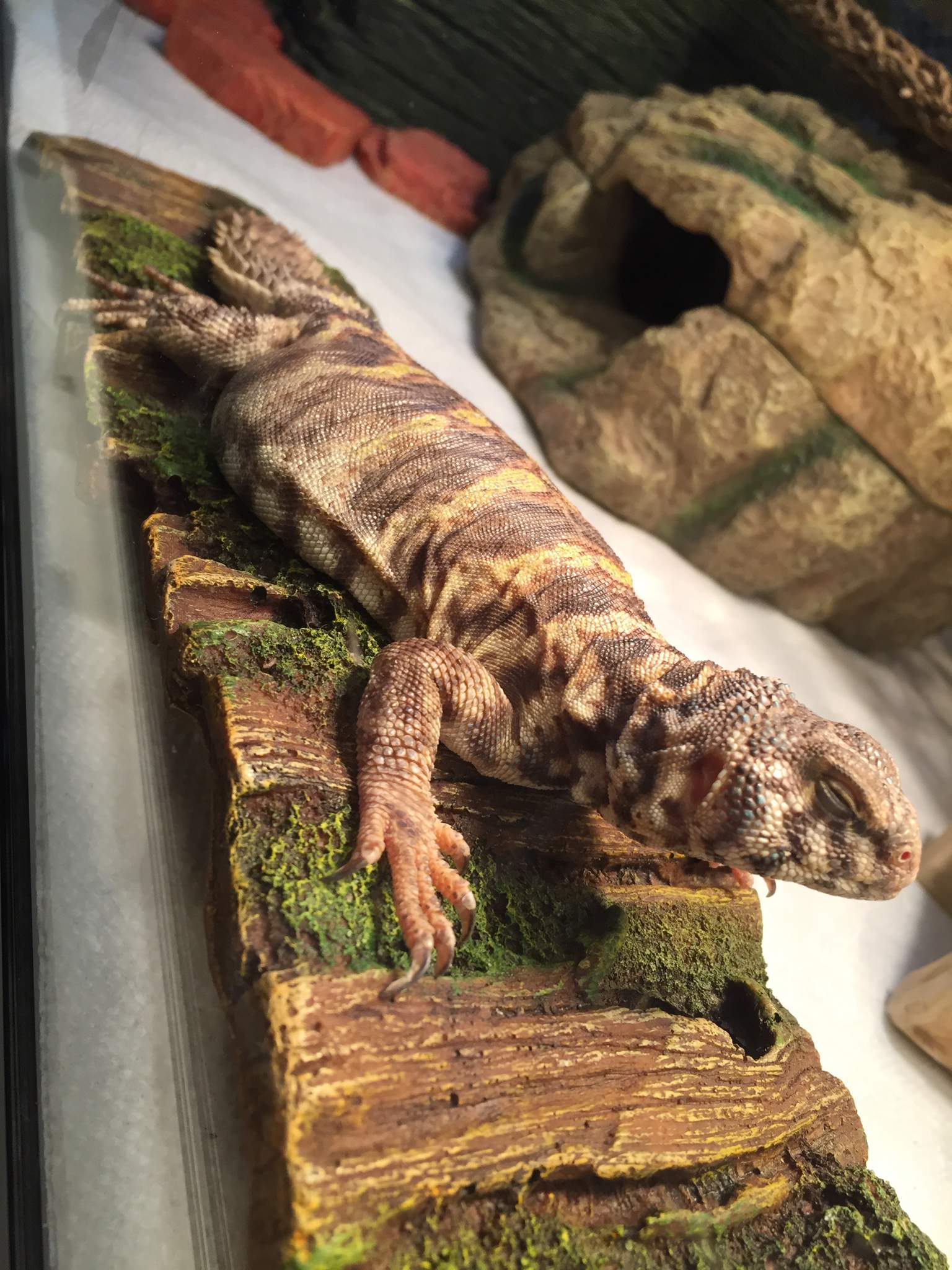 Uromastyx Lesson 1: Bathing | Reptiles Amino