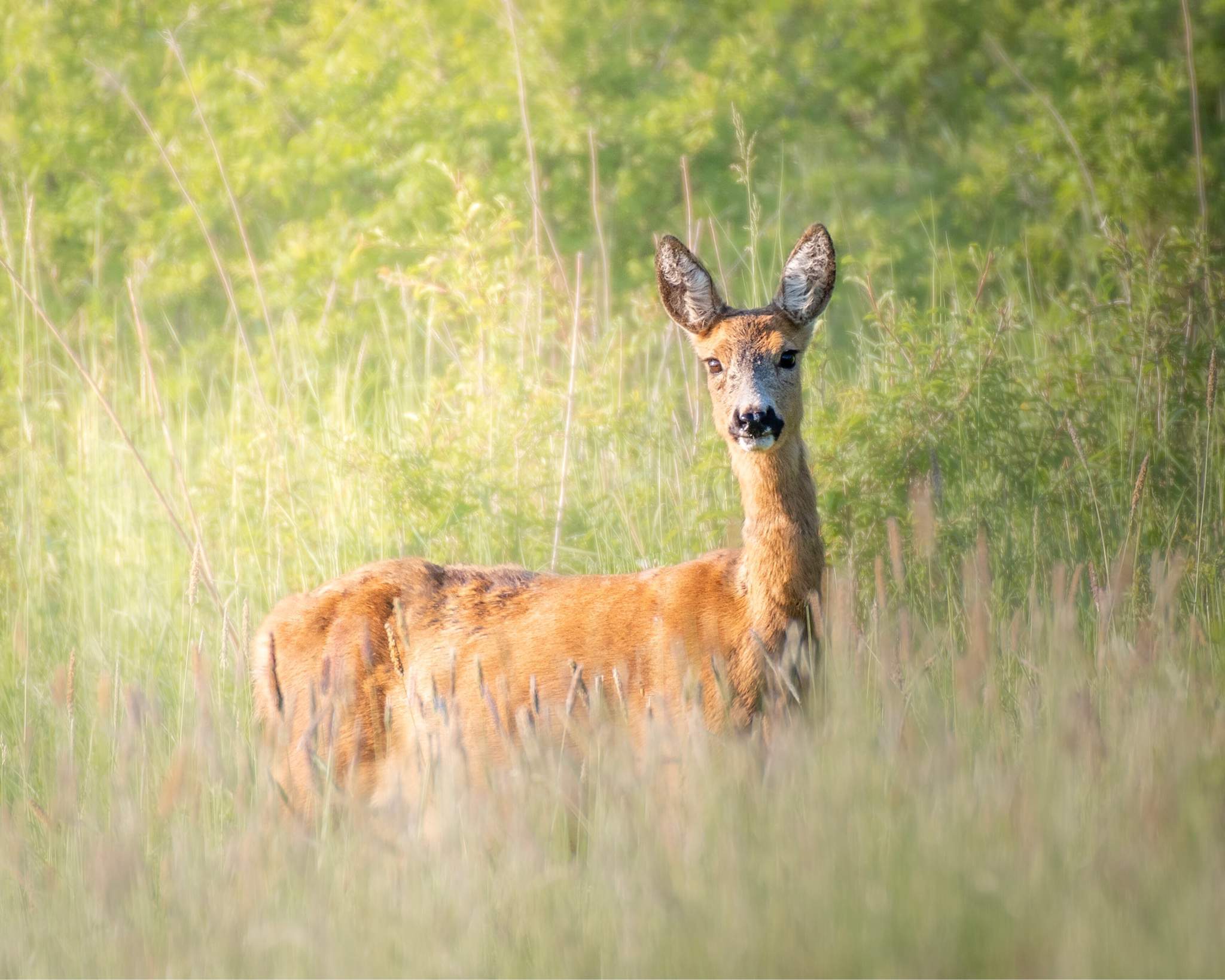 roe-deer-photography-amino