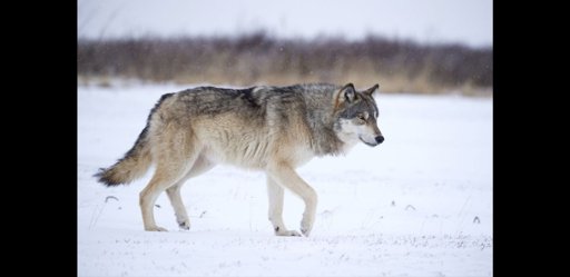 Gray wolf | Wiki | Animal Amino