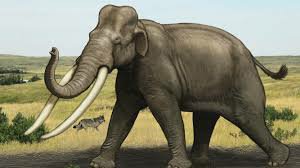 Straight-tusked Elephant (Palaeoloxodon Antiquus) | Wiki | Prehistoric ...