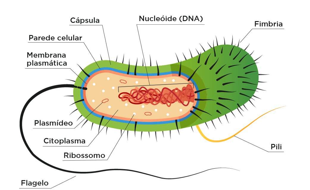 🔬citØlogia CÉlula Bacteriana Tudo Sobre Ciências Amino 3781