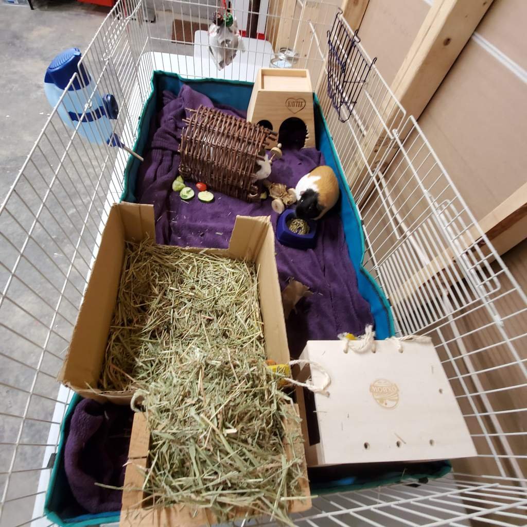 clean cage Pets Amino