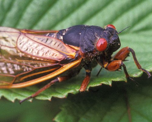 the queen of the cicadas