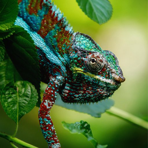 Panther Chameleon Care Guide Wiki Reptiles Amino,Curdled Milk In Tea