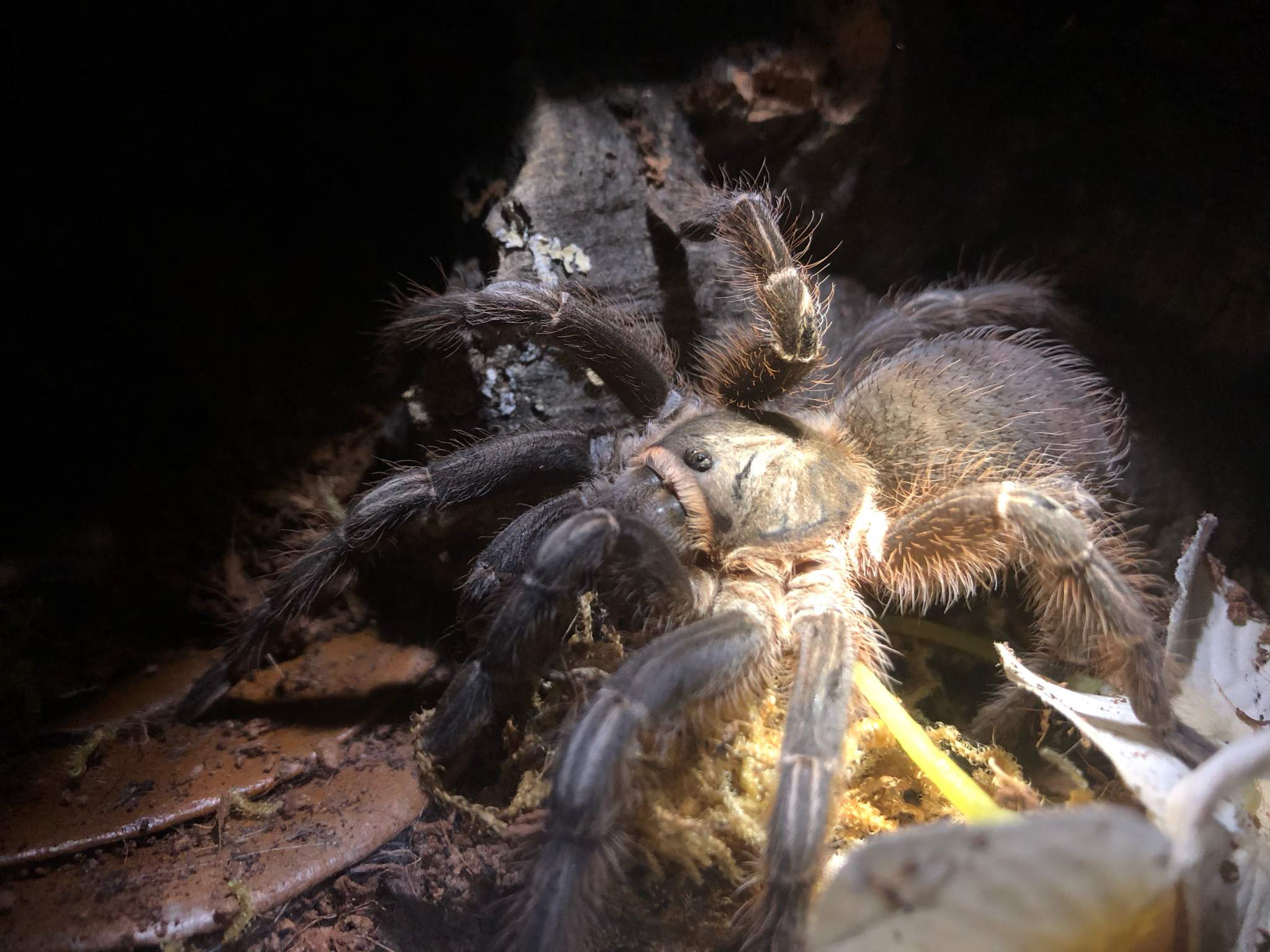 Throw out common names for tarantulas — Tarantula Guide | Reptiles Amino