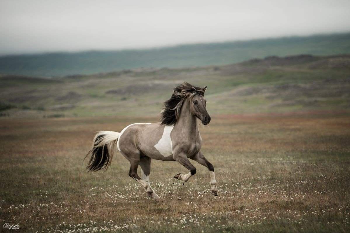 Профессиональные фото лошадей