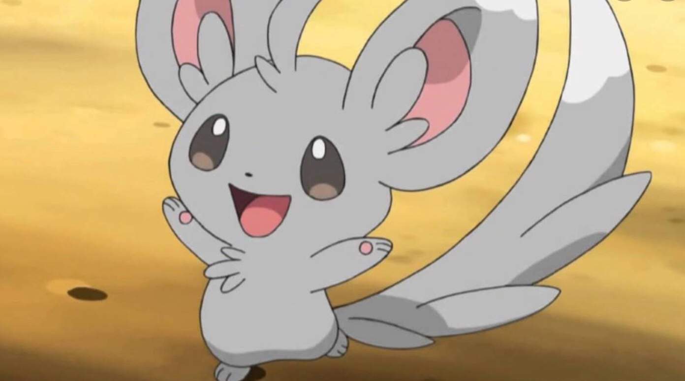 Minccino Wiki Pokemon Roleplay Amino Amino