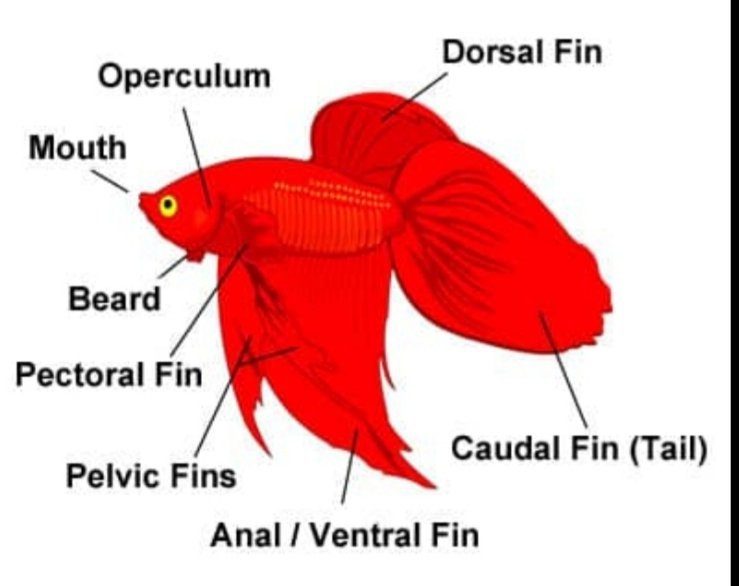 Betta fin anatomy and physiology | Wiki | Betta Keepers Amino