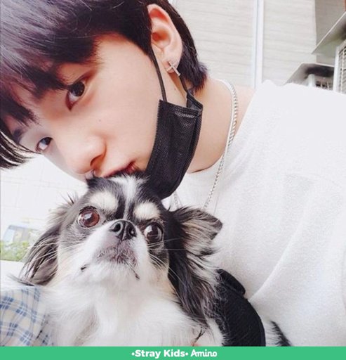 Lau ️ Hyunjin y Kkami | Wiki | •Stray Kids• Amino