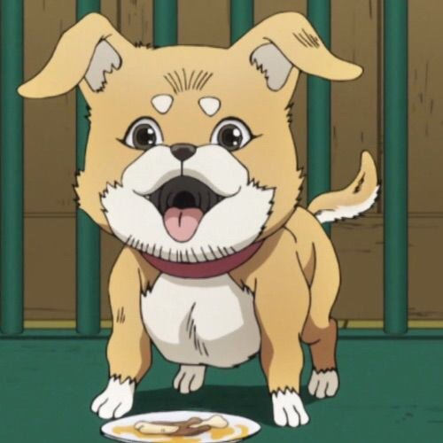 what is jojos dogs name