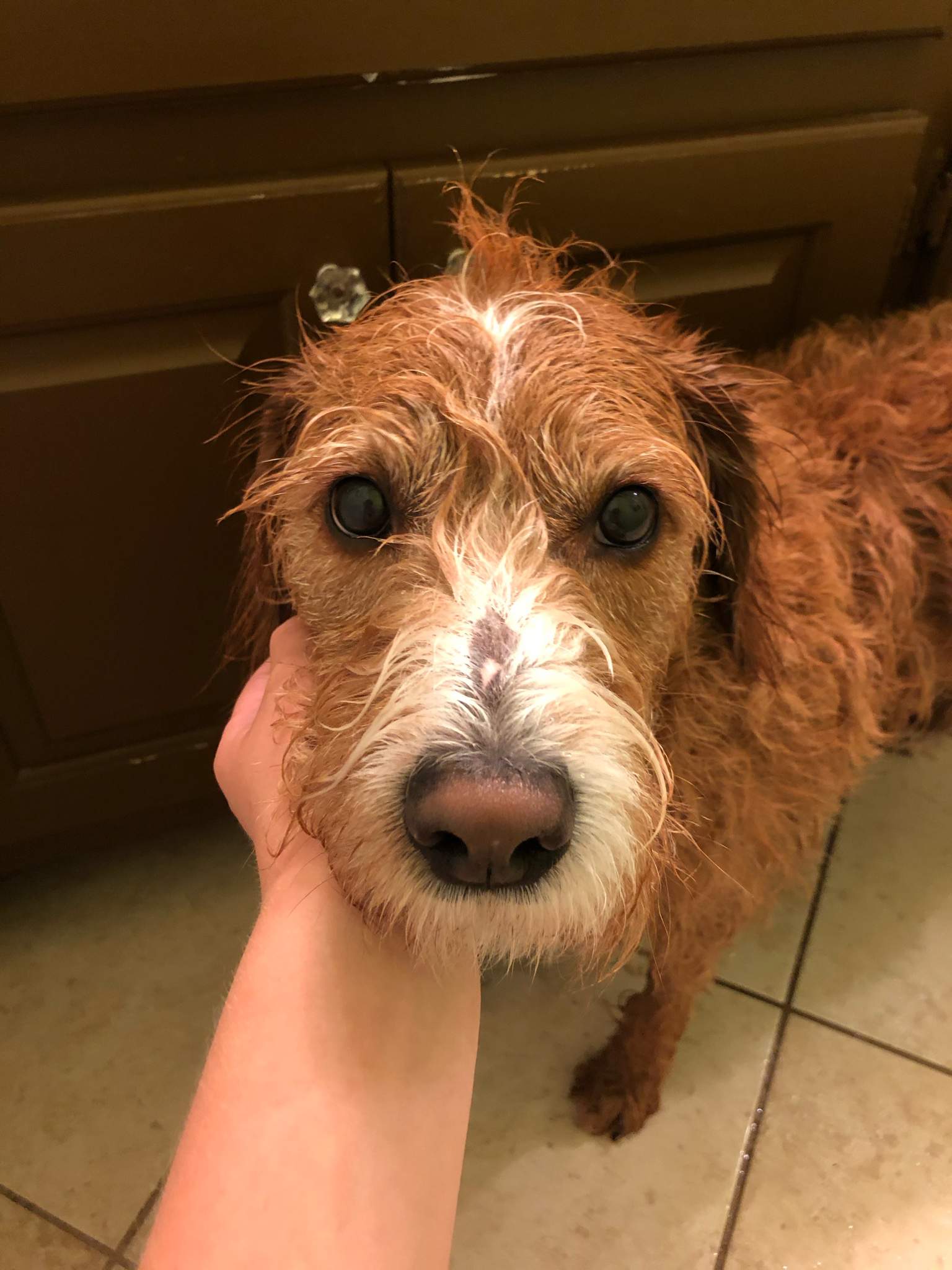 i-just-gave-my-dog-a-bath-dogs-amino