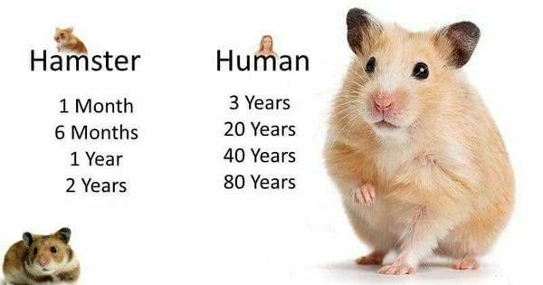 How Old Is Your Hamster In Human Years Hamsters Amino