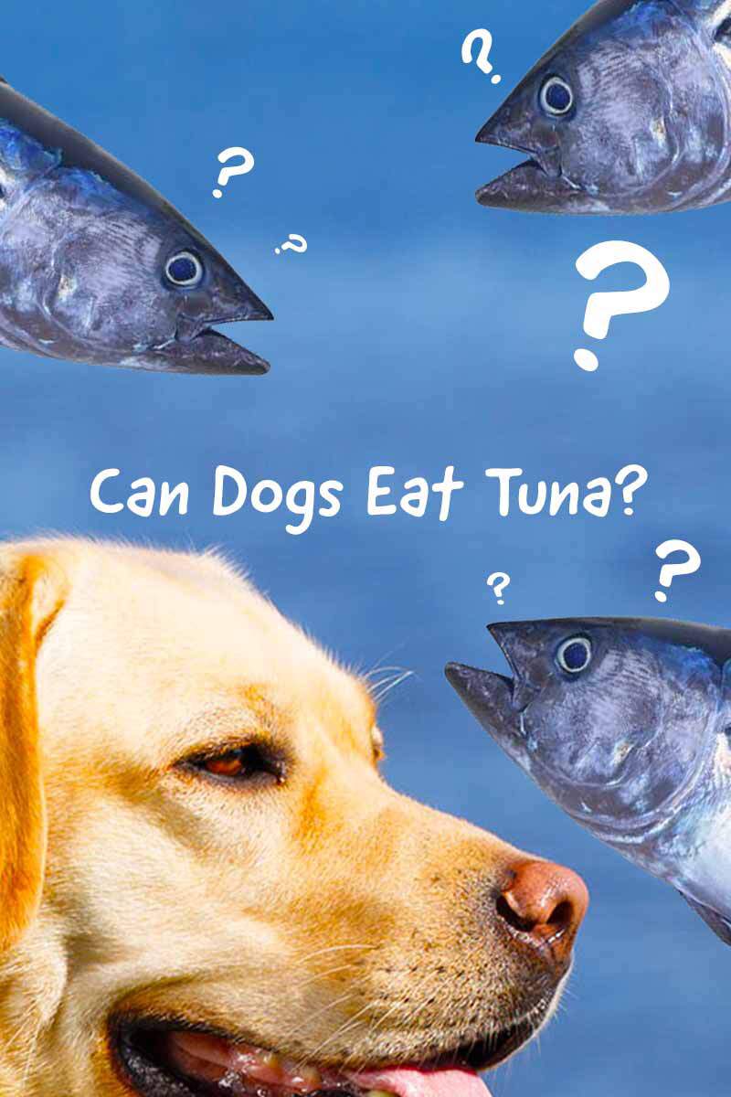 can-your-dog-eat-canned-tuna-dogs-amino