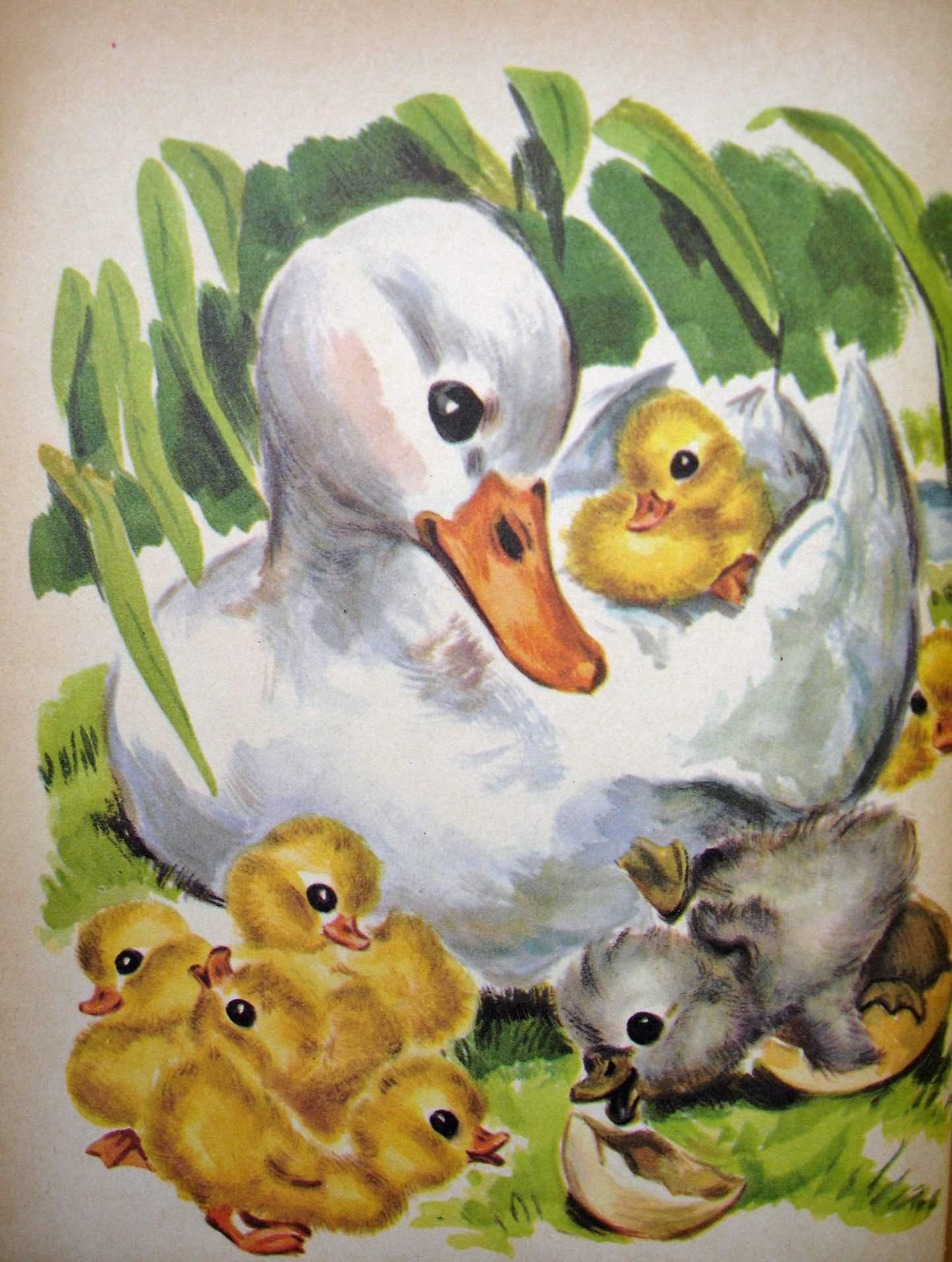 the-ugly-duckling-wiki-fairytale-amino