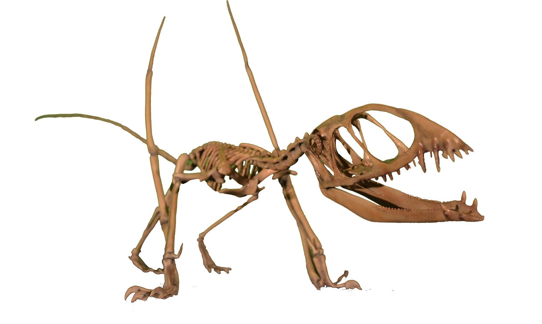 Птерозавр Диморфодон