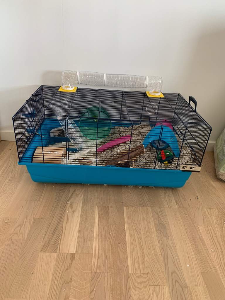 New cage set up Hamsters! Amino
