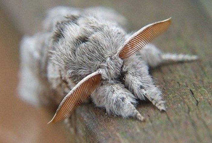 Плюшевые пауки фото