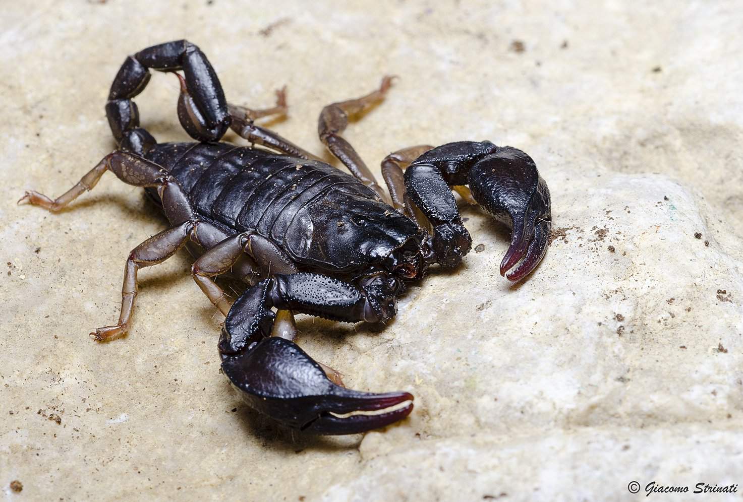 Euscorpius italicus) - вид скорпионов из семейства Euscorpi.