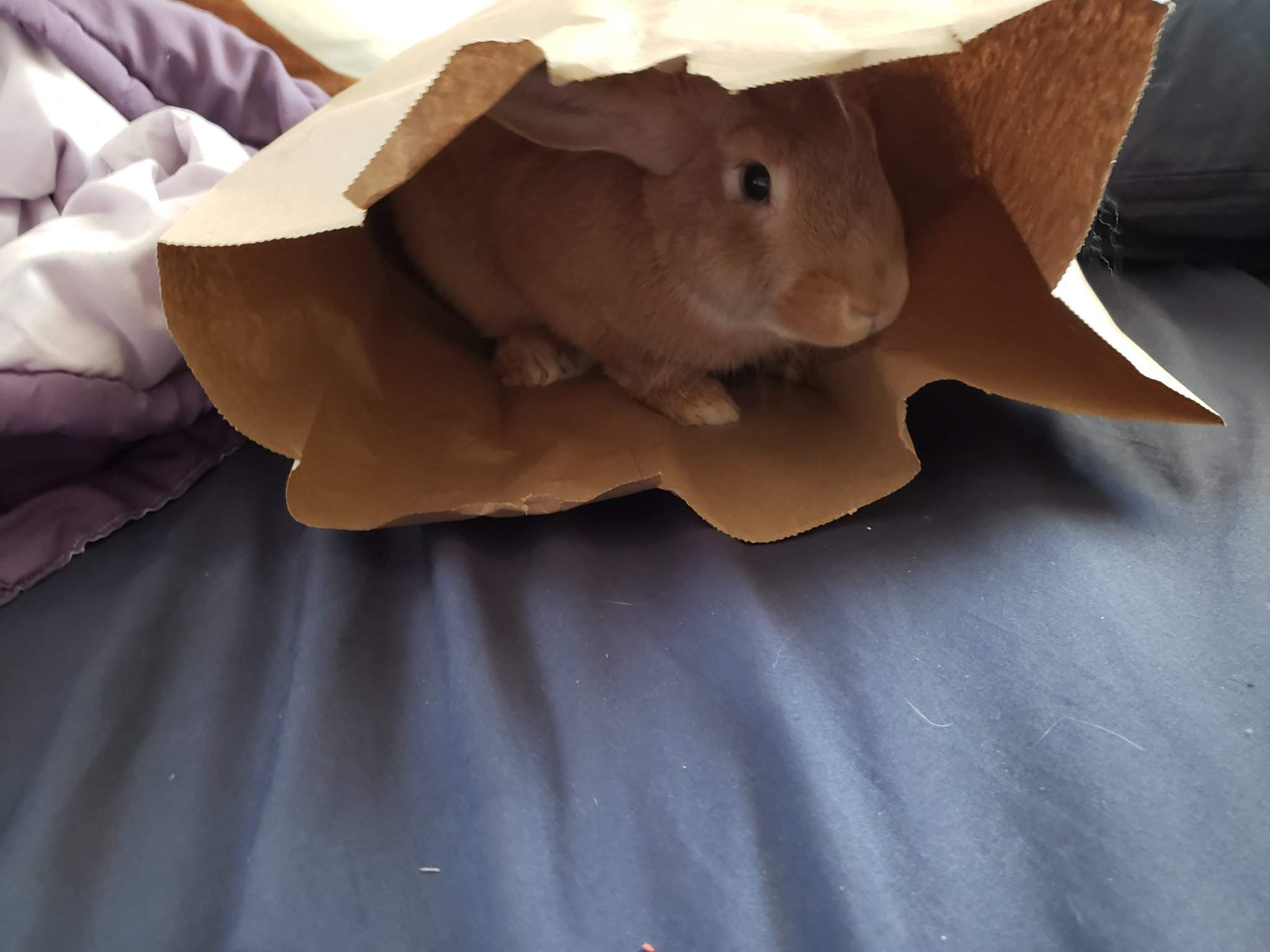 Peek A Bag The Bunnies And Rabbits Amino Amino