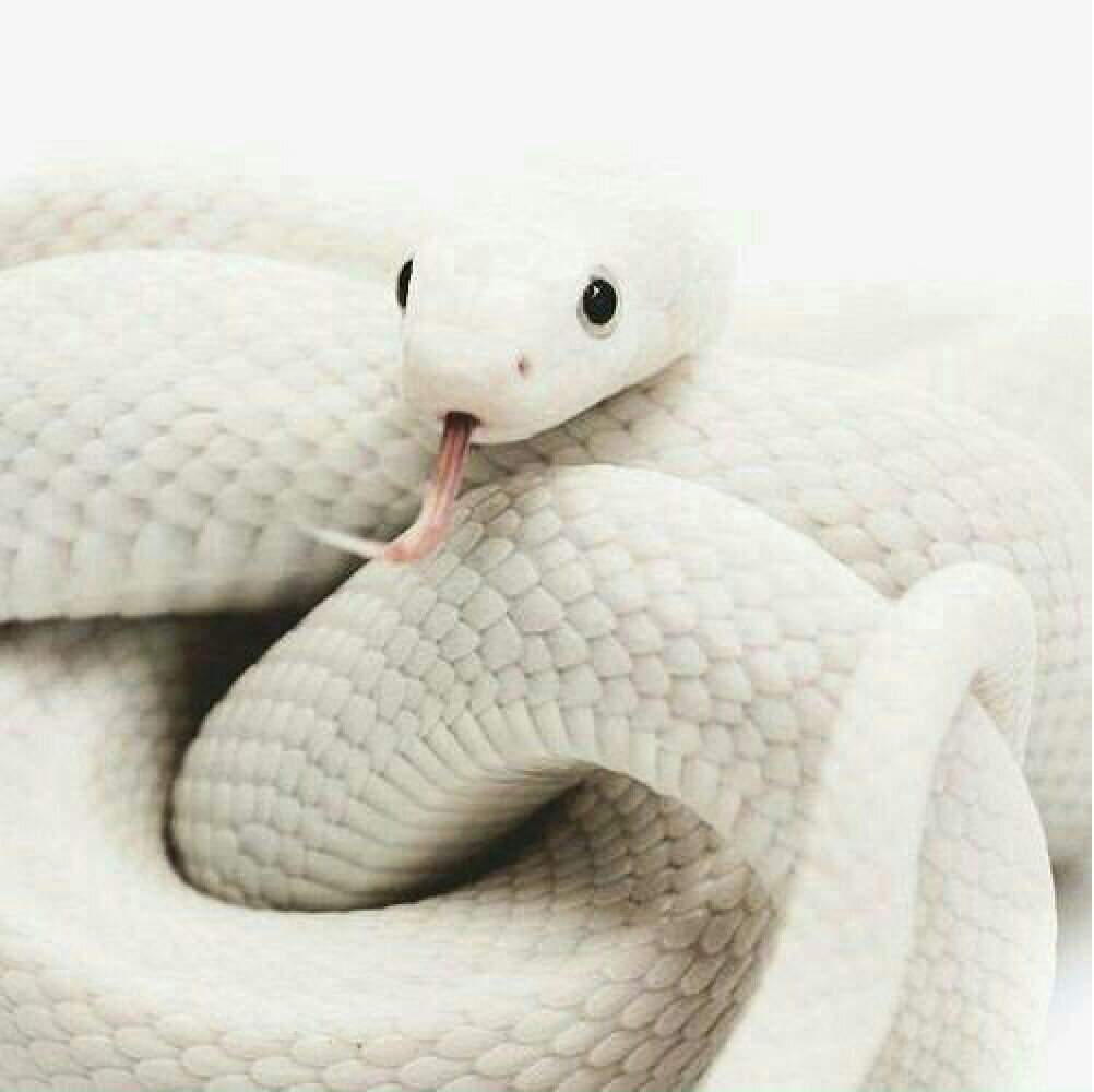 Милая змея арт