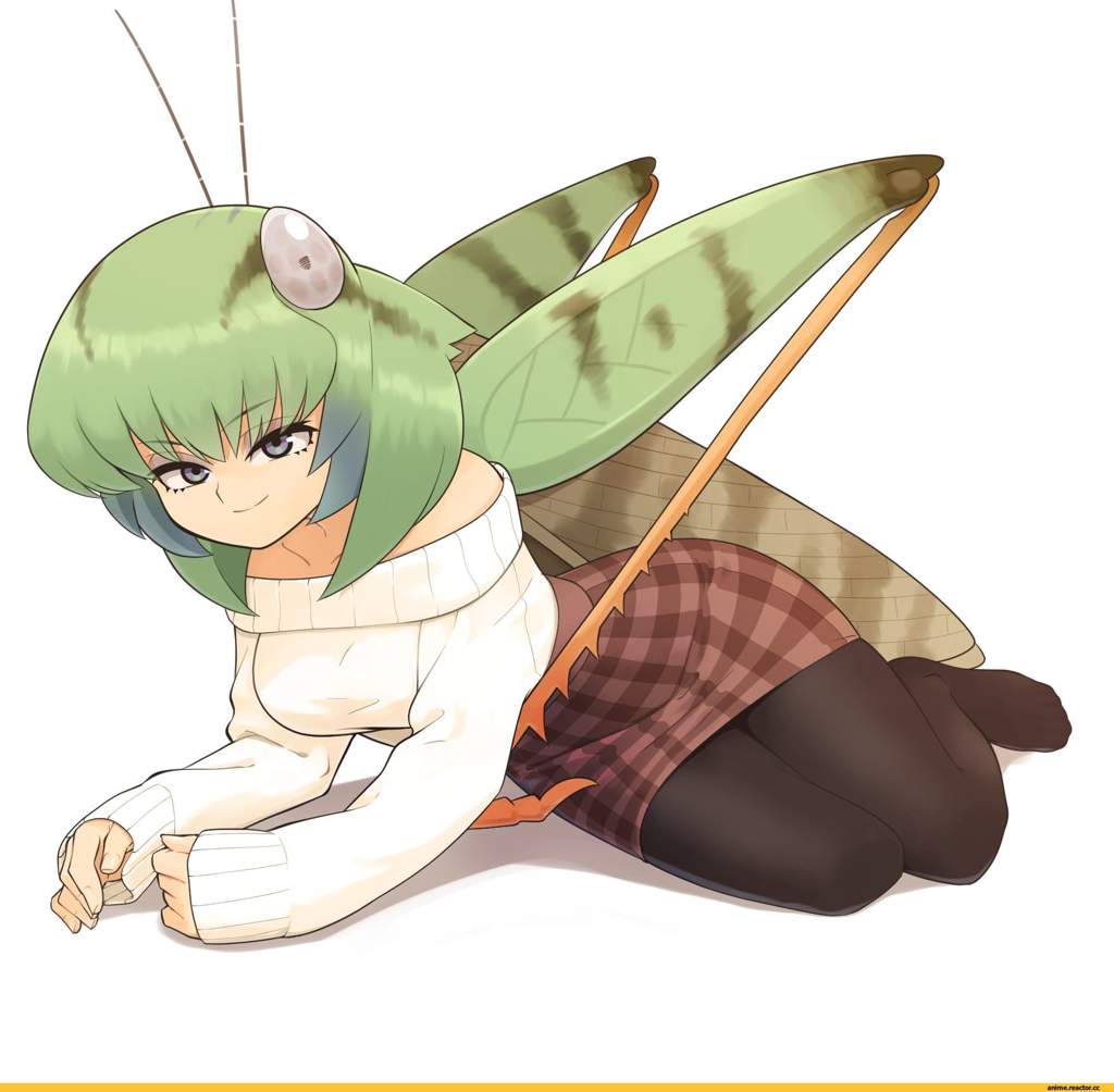 Insect kizuna roki