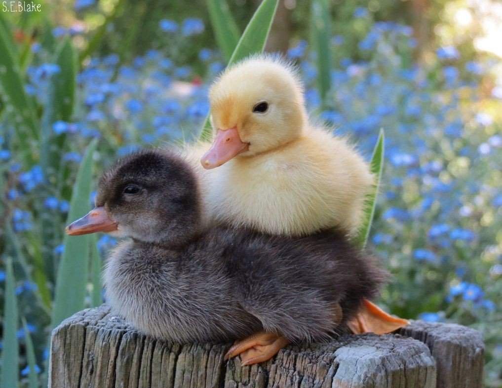 Про уточек 🦆 | Wiki | Колония Уточек Amino