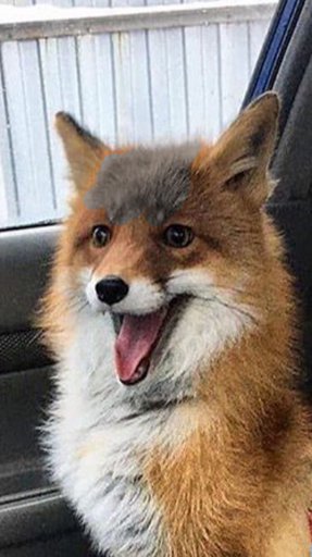 Roxy the fox