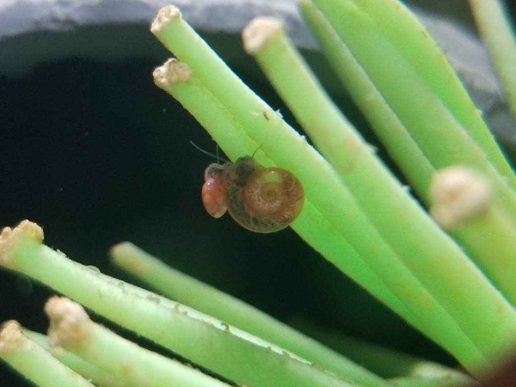 What kind of snail is this? Betta Keepers Amino
