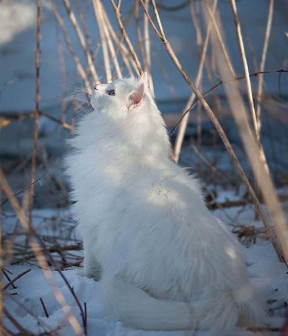 Лесной кот белый