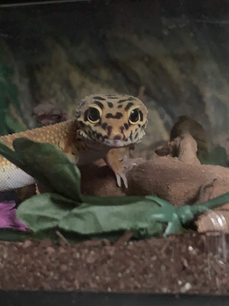 Where are my dubia roaches and mealworms? Leopard Geckos Amino