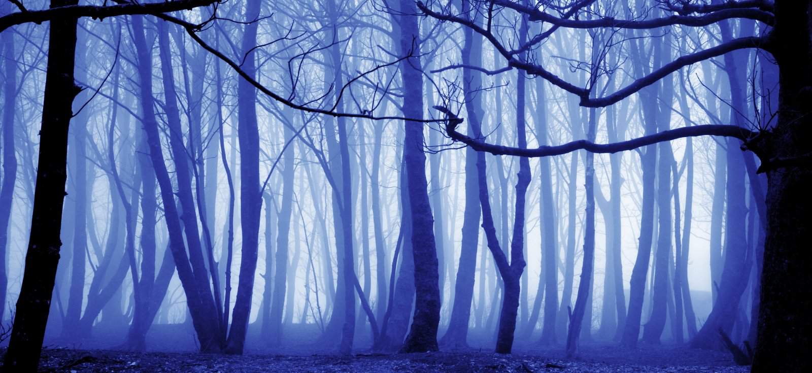 Синий лес фон для фотошопа