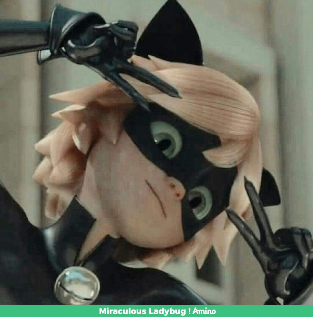 Cat Noar Wiki Miraculous Ladybug Amino 3162