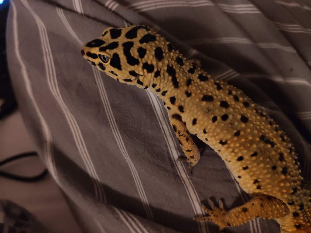 Calcium bubbles tips? Leopard Geckos Amino