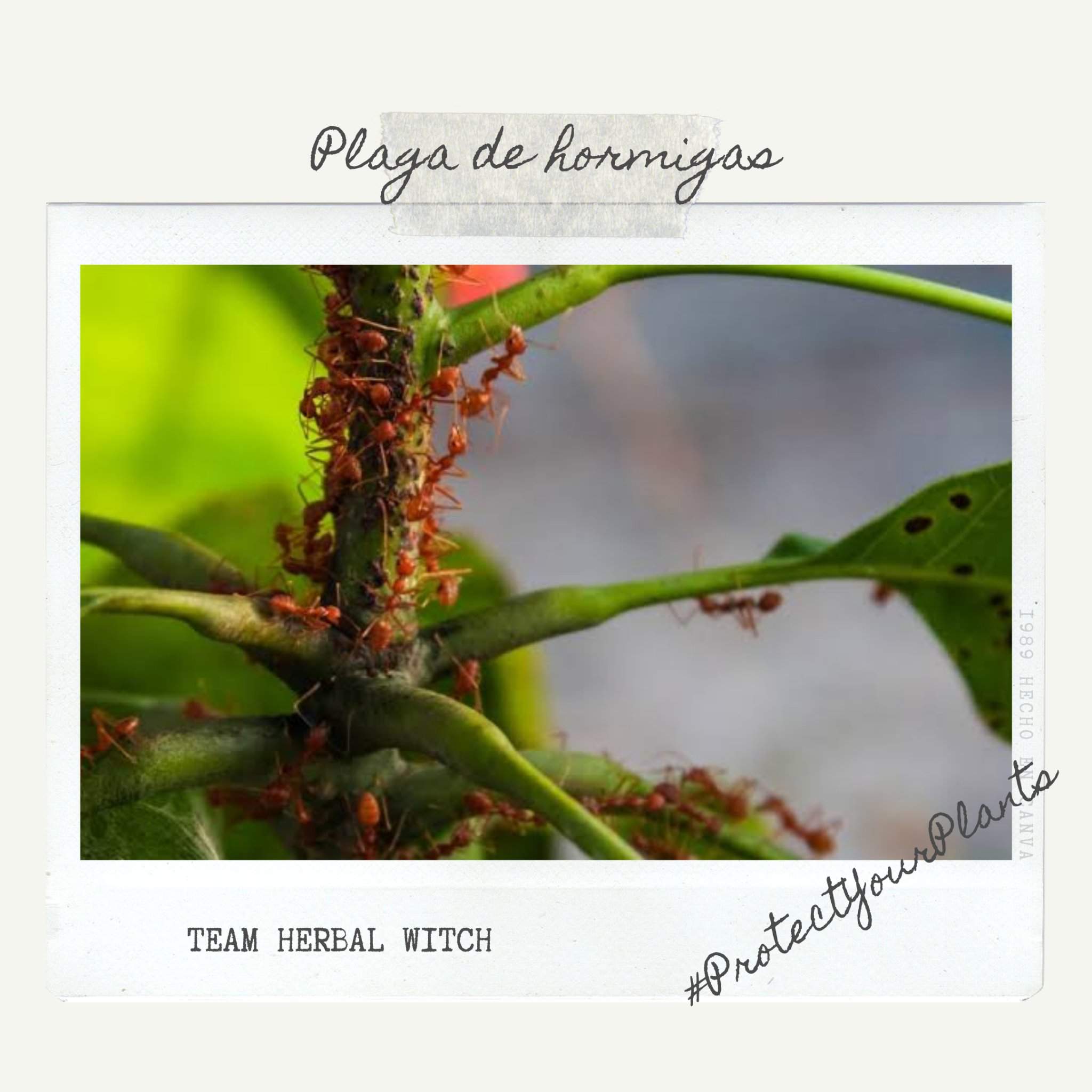 Plaga De Hormigas Protectyourplants Brujer A Moderna Amino